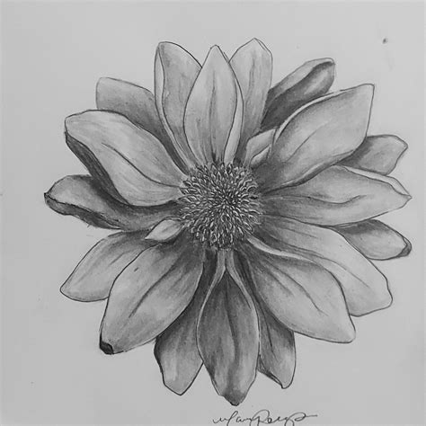 daisy drawing|daisy pencil drawing.